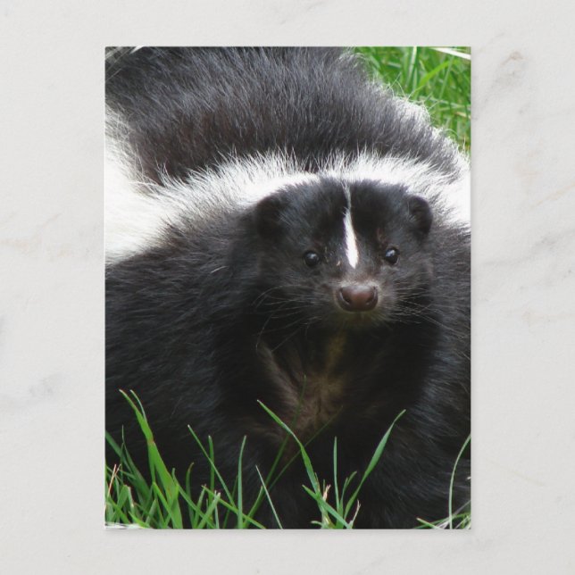 Carte postale Skunk Photo (Devant)