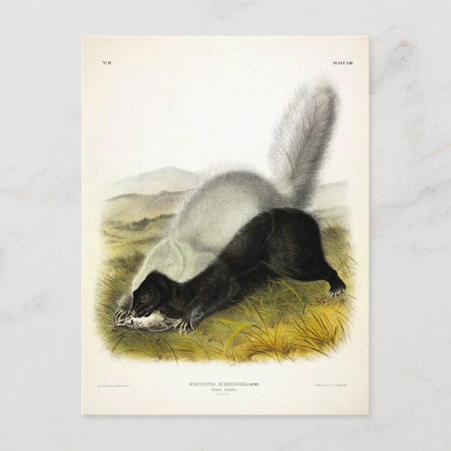 Carte Postale Skunk (Texan Skunk) Audubon's Quadrupeds (Devant)