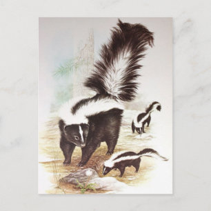 Carte Postale Skunks Dans La Neige