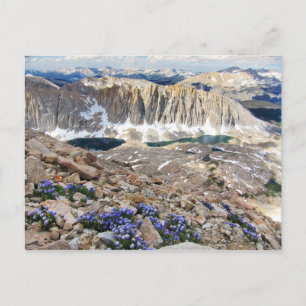 Carte Postale Sky Pilot Flowers, Mt. Whitney, Californie