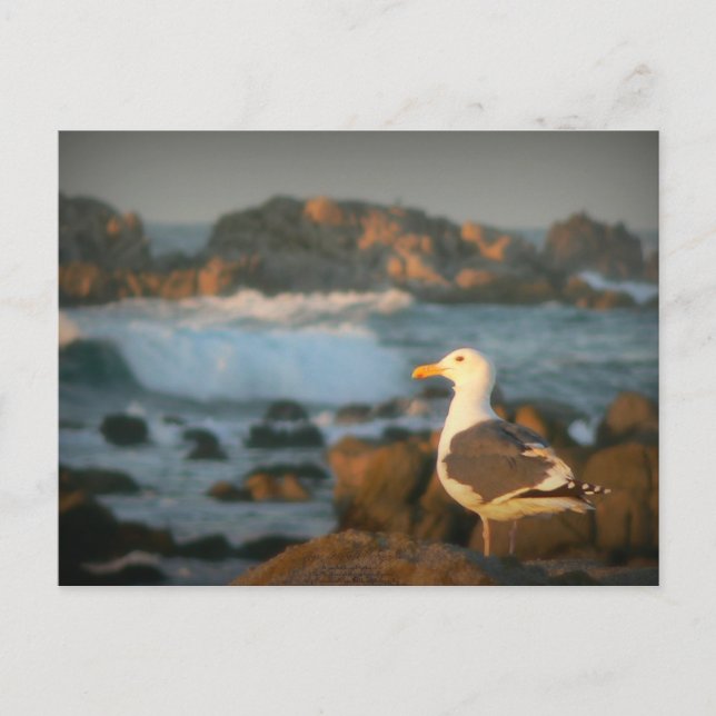 Carte Postale Skylark Seagull (Devant)