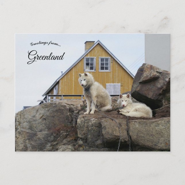 Carte Postale Sled Dogs in Upernavik Greenland (Devant)