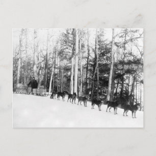 Carte Postale Sledding de chien d'Alaska