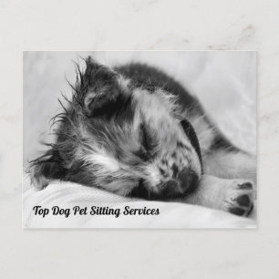 Carte Postale Sleep Australian Shepherd Puppy Pet Sitter