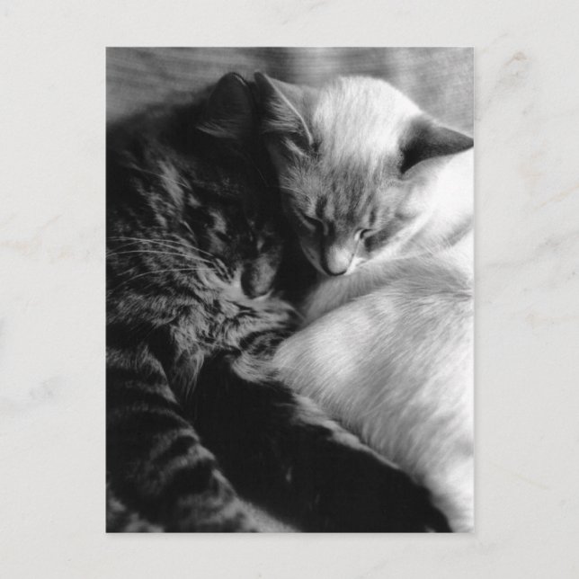 Carte Postale Sleeping Cats Postcards (Devant)
