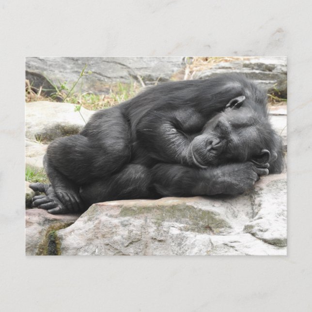 Carte Postale Sleeping Chimpanzee Postcard (Devant)