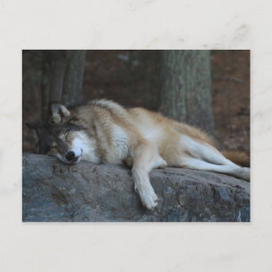Carte Postale Sleeping Wolf of Northern Minnesota