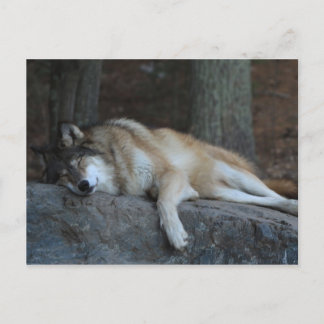 Carte Postale Sleeping Wolf of Northern Minnesota