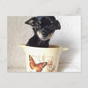 Carte postale Sleepy chihuahua