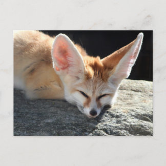 Carte Postale Sleepy Fennec Fox
