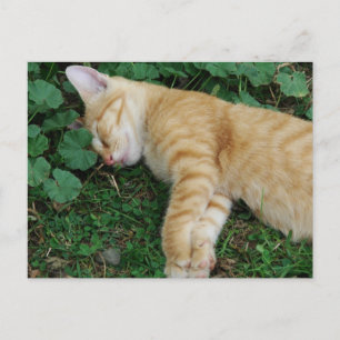 Carte Postale Sleepy Ginger Kitten