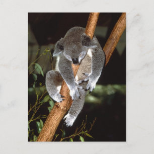 Carte Postale Sleepy Koala