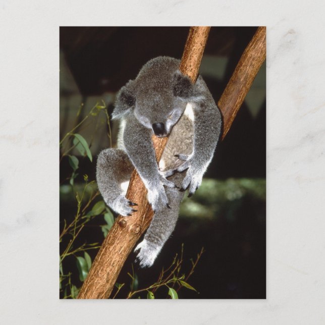 Carte Postale Sleepy Koala (Devant)