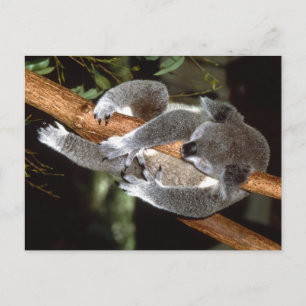 Carte Postale Sleepy Koala