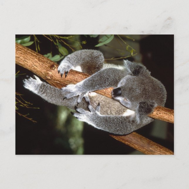 Carte Postale Sleepy Koala (Devant)