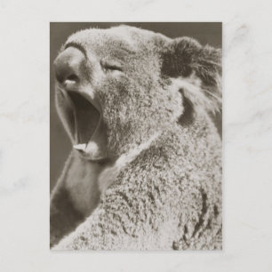 Carte Postale Sleepy Koala Yawning