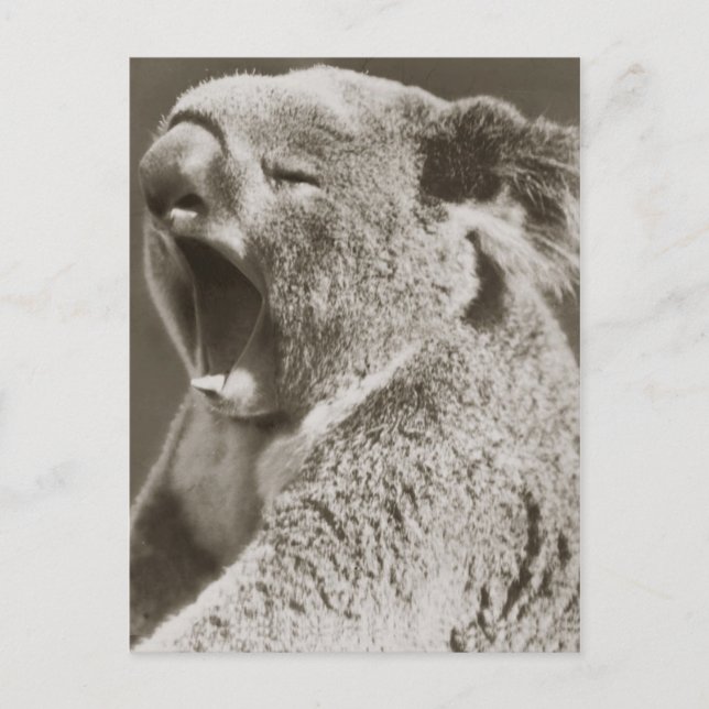 Carte Postale Sleepy Koala Yawning (Devant)