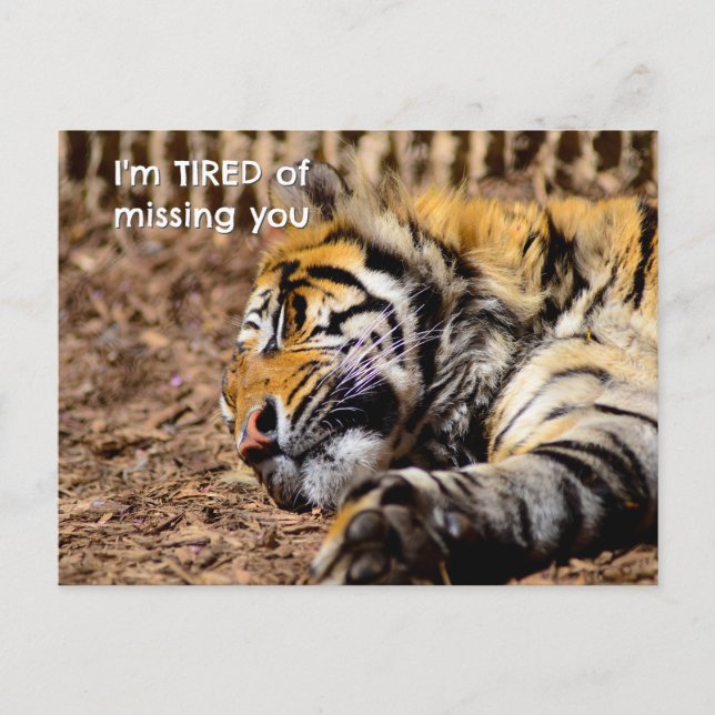 Carte postale Sleepy Tiger (Devant)