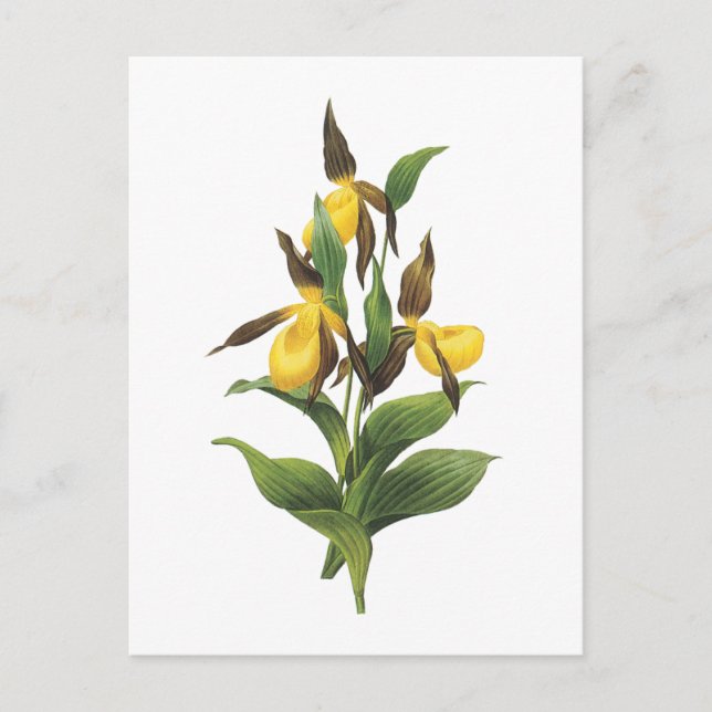 Carte Postale slipper de dame (Cypripedium sp.) par Redouté (Devant)