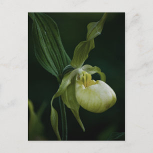 Carte postale Slipper Jaune
