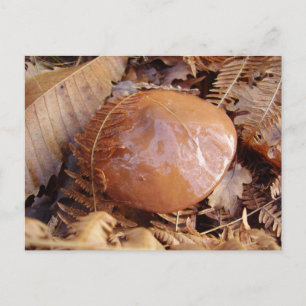 Carte postale Slipperpery Jack Mushroom