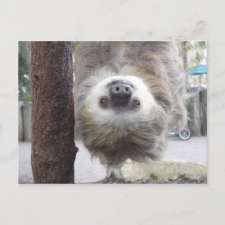 Carte postale Sloth