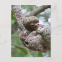 Sloth Baby avec mère pendre d'un arbre