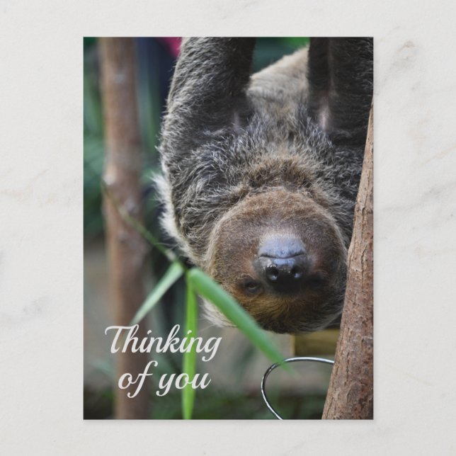 Carte Postale Sloth Hanging Out Edinburgh Zoo Penser à vous (Devant)