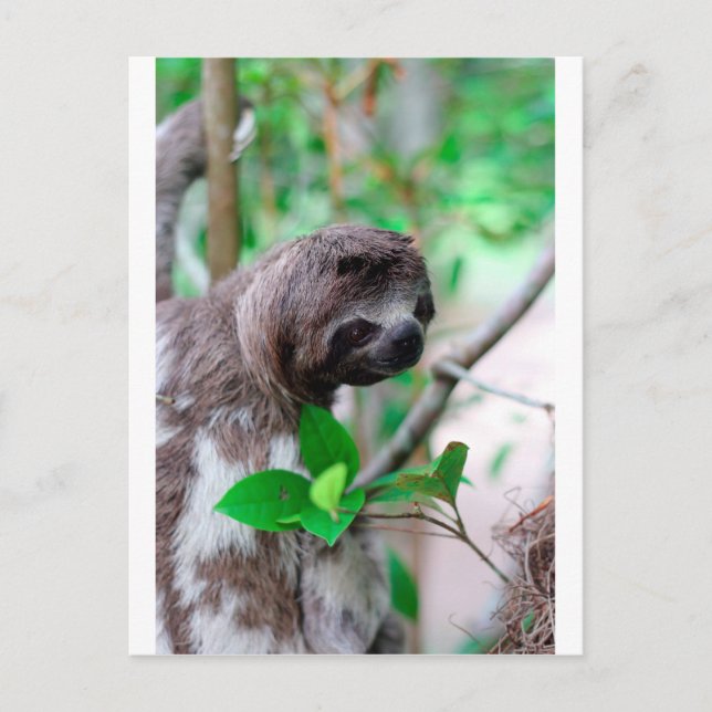 Carte Postale Sloth in tree Nicaragua (Devant)