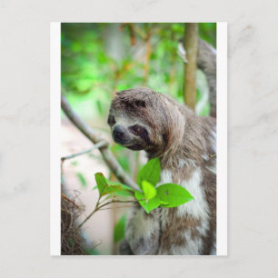 Carte Postale Sloth in tree Nicaragua