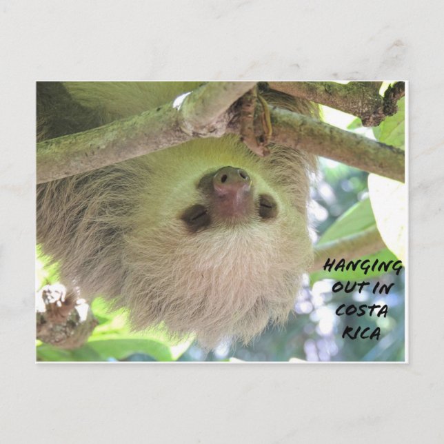 Carte Postale Sloth pendu autour du Costa Rica (Devant)