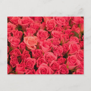 Carte Postale SLOVÉNIE, Ljubljana : Marché public de Ljubljana /