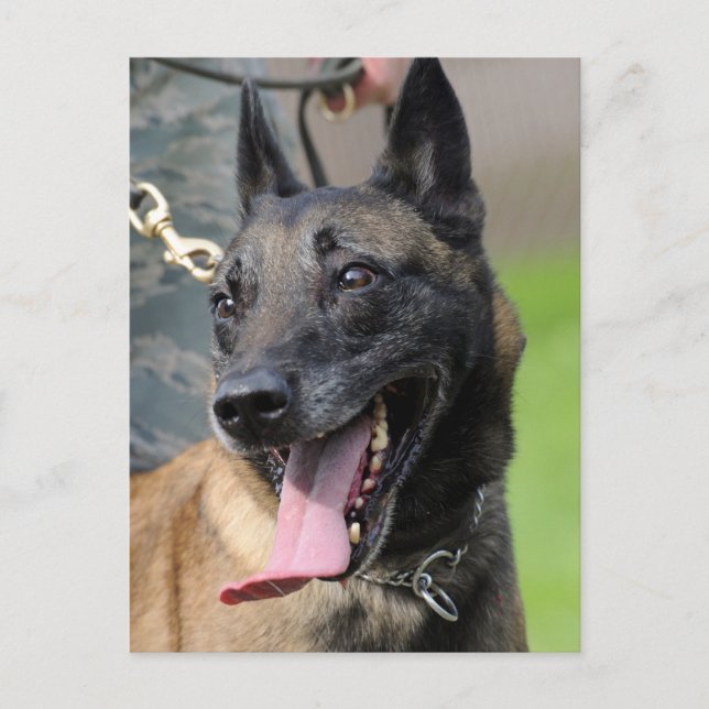 Carte Postale Smiling Belgian Malinois Dog (Devant)
