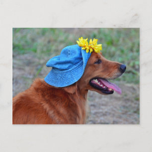 Carte Postale Smiling Golden Retriever en Casquette