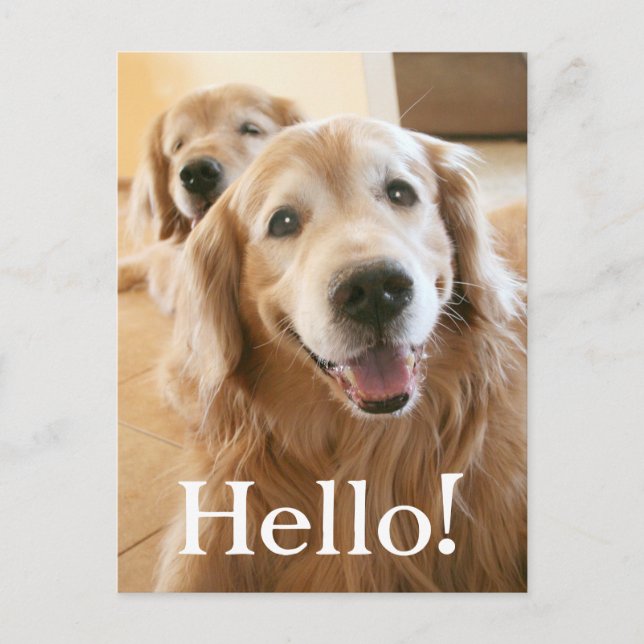 Carte Postale Smiling Golden Retriever Hello (Devant)