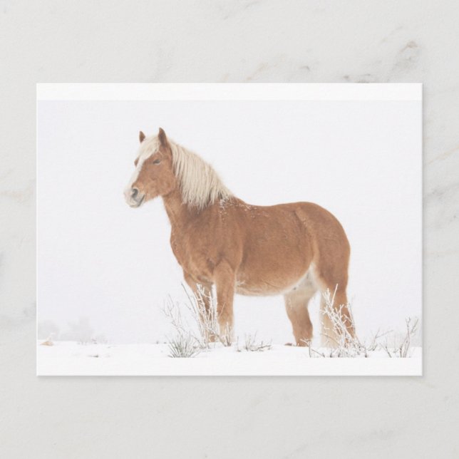 Carte Postale Smiling Palomino Horse in the Snow (Devant)