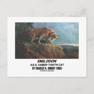 Carte Postale Smilodon (A.K.A. Saber-Tooth Cat) Knight (1905)