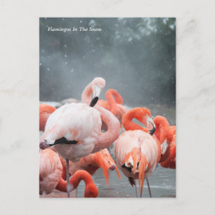 Carte Postale Smithsonian   Flamants roses Dans La Neige