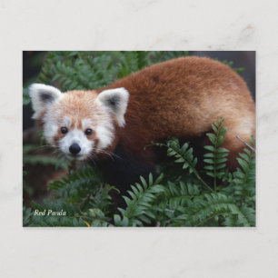 Carte Postale Smithsonian   Panda rouge