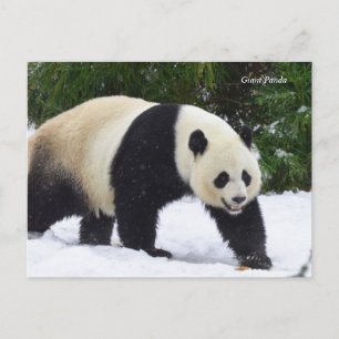 Carte Postale Smithsonian   Pandas Géants Dans La Neige