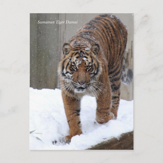 Carte Postale Smithsonian | Sumatran Tiger Damai (Devant)
