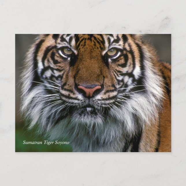 Carte Postale Smithsonian | Sumatran Tiger Soyono (Devant)