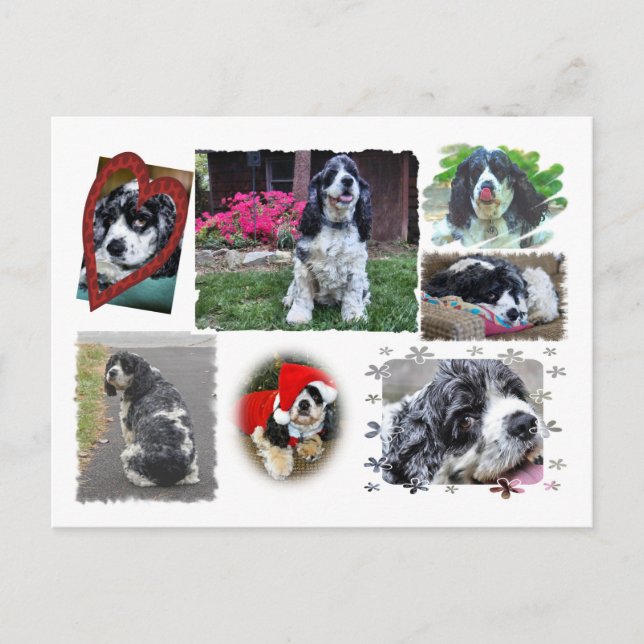 Carte Postale Smokey-the Spaniel (Devant)
