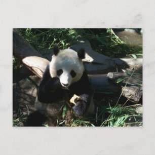 Carte Postale Snack après-midi