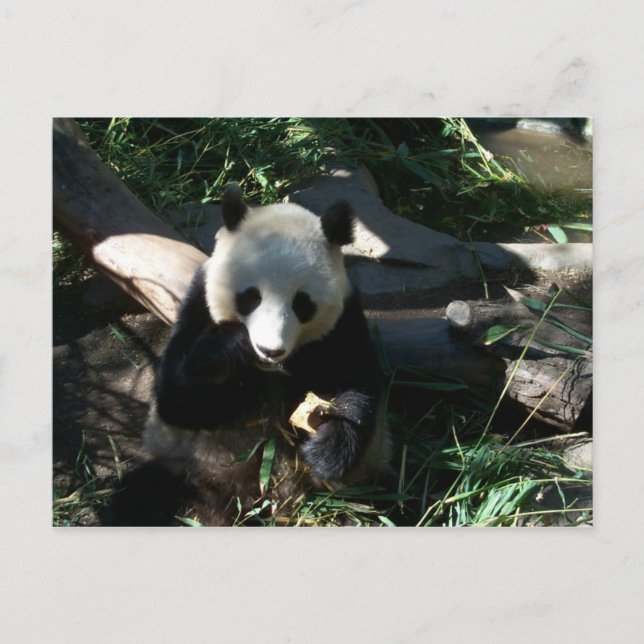 Carte Postale Snack après-midi (Devant)