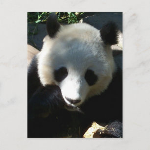 Carte Postale Snack de l'après-midi 1