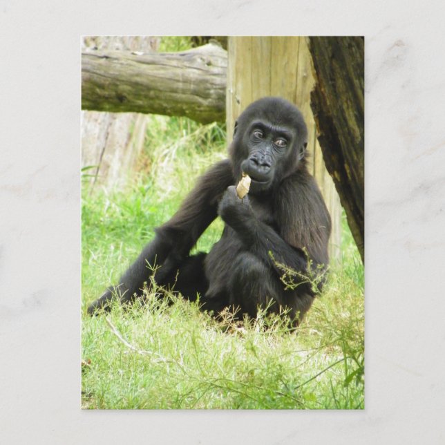 Carte Postale Snacking Baby Gorilla (Devant)
