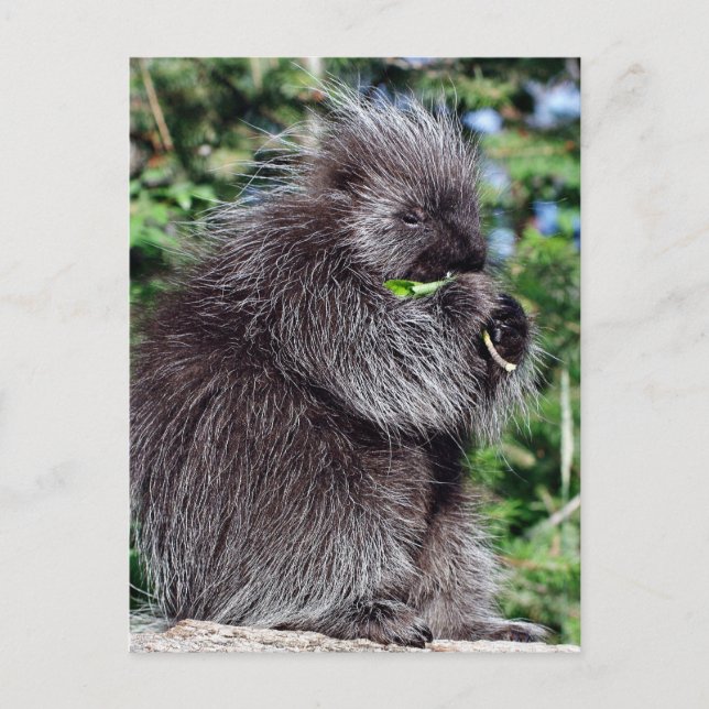 Carte Postale Snacking Porcupine (Devant)