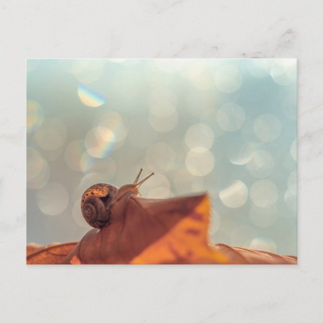 Carte postale Snail (Devant)