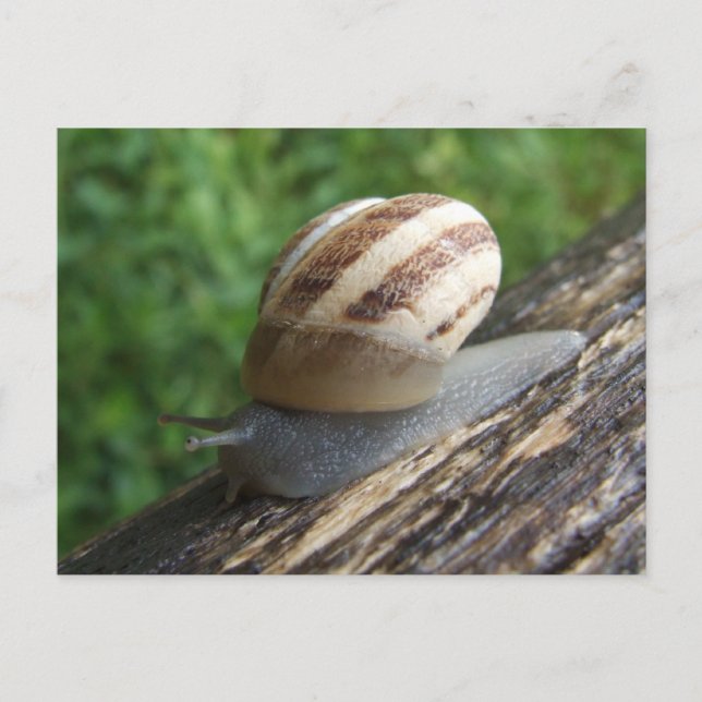 Carte postale Snail (Devant)